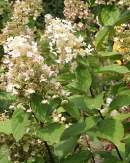Véra - Hydrangea paniculata