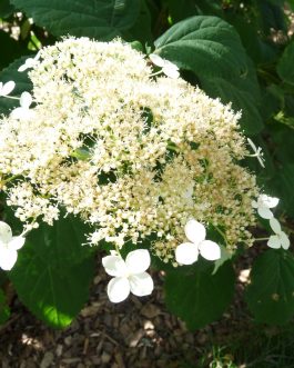 Glabatra - Hydrangea arborescent