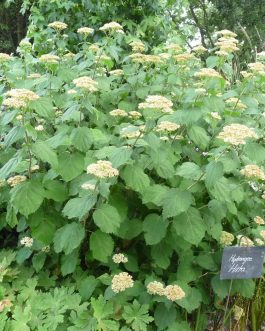 Radiata - Hydrangea arborescent