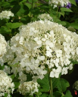 Stérilis - Hydrangea arborescent