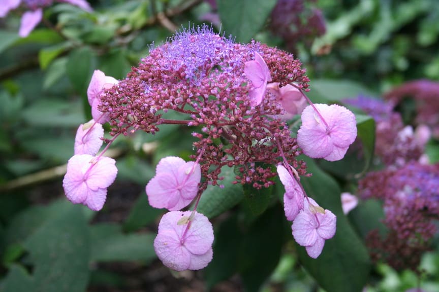 35 litres (6 à 8 ans)