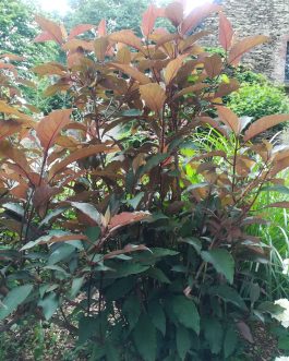 Dark leaf - Hydrangea aspera