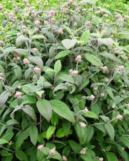 Mauvette - Hydrangea aspera