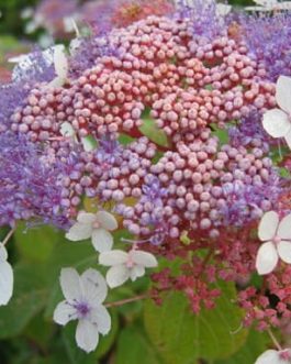 Rowalane - Hydrangea aspera