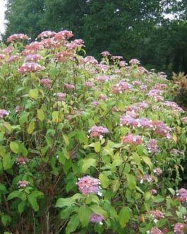 Rowalane - Hydrangea aspera