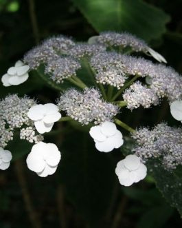 Sargentiana - Hydrangea aspera
