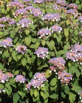 Taïwan pink - Hydrangea aspera