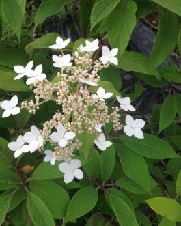 Krista - Hydrangea heteromalla