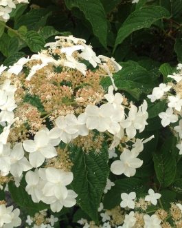 Morrey's Form - Hydrangea heteromalla