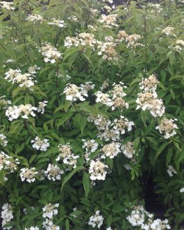 Bretschneideri - Hydrangea heteromalla