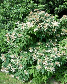 Xanthoneura - Hydrangea heteromalla