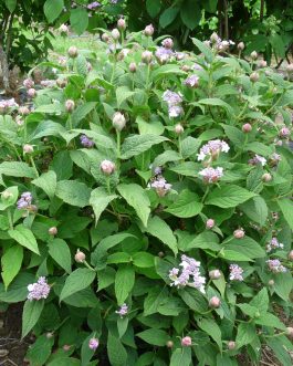 Involucrata - Hydrangea involucrata