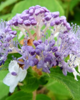 involucrata - Hydrangea involucrata