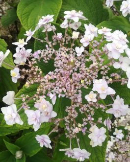 Tokado-yama - Hydrangea involucrata