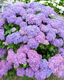 Harry's Red - Hydrangea macrophylla (Fleurs rondes)