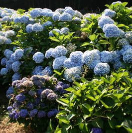 Sir Joseph Banks - Hydrangea macrophylla (Fleurs rondes)