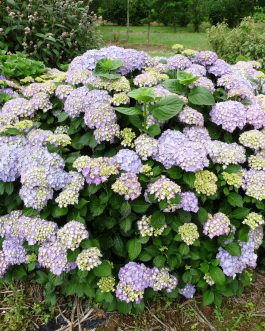 Admiration - Hydrangea macrophylla (Fleurs rondes)