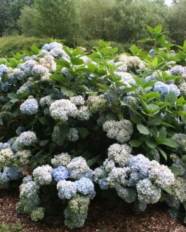 All Summer Beauty - Hydrangea macrophylla (Fleurs rondes)