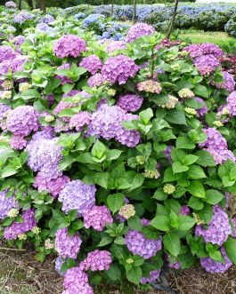 Armand Draps - Hydrangea macrophylla (Fleurs rondes)