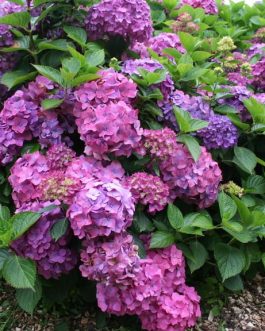 Arthur Billard - Hydrangea macrophylla (Fleurs rondes)