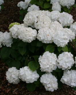 Ave Maria - Hydrangea macrophylla (Fleurs rondes)