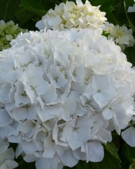 Bichon - Hydrangea macrophylla (Fleurs rondes)