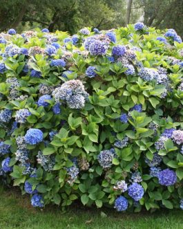 Blau Haller - Hydrangea macrophylla (Fleurs rondes)