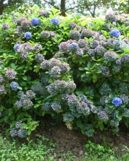 Blauer Zwerg - Hydrangea macrophylla (Fleurs rondes)