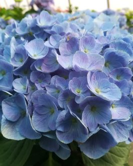 Bodensee - Hydrangea macrophylla (Fleurs rondes)