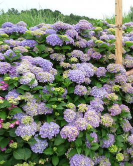 Botanique du Japon - Hydrangea macrophylla (Fleurs rondes)