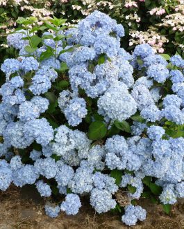 Bouquet bleu - Hydrangea macrophylla (Fleurs rondes)