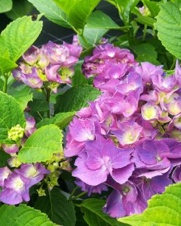 Burg konigstein - Hydrangea macrophylla (Fleurs rondes)