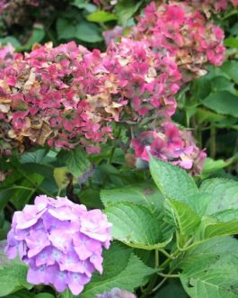 Deutschland - Hydrangea macrophylla (Fleurs rondes)