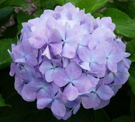 Deutschland - Hydrangea macrophylla (Fleurs rondes)