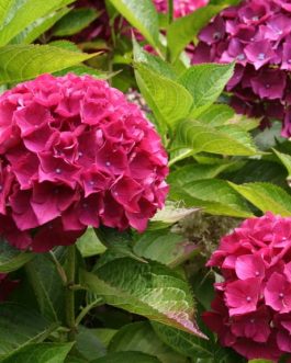 Doris - Hydrangea macrophylla (Fleurs rondes)