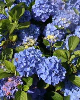 Enziandom - Hydrangea macrophylla (Fleurs rondes)