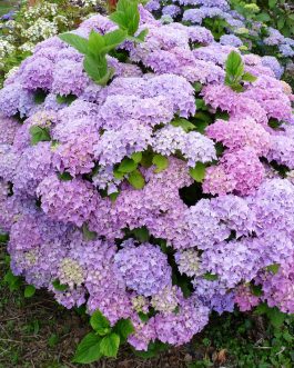 Floralia - Hydrangea macrophylla (Fleurs rondes)