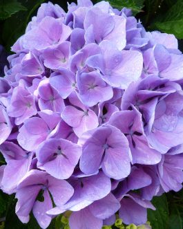 Freudenstein - Hydrangea macrophylla (Fleurs rondes)