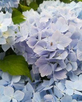 Frillibet - Hydrangea macrophylla (Fleurs rondes)