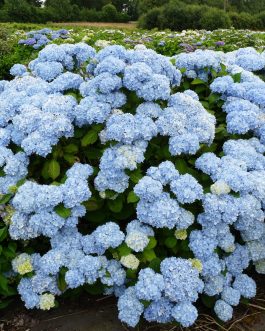 Générale Vicomtesse de Vibraye - Hydrangea macrophylla (Fleurs rondes)