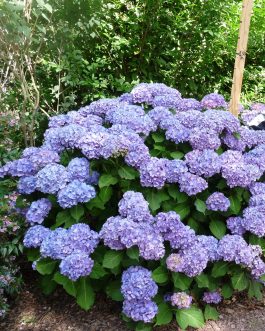 Gerda Steiniger - Hydrangea macrophylla (Fleurs rondes)