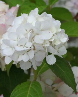 Glyn Church - Hydrangea macrophylla (Fleurs rondes)