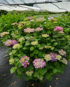 Heinrich Seidel - Hydrangea macrophylla (Fleurs rondes)