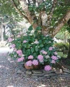 Hop corn - Hydrangea macrophylla (Fleurs rondes) - 20 à 25 litres (4 à 6 ans)