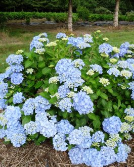 Iris - Hydrangea macrophylla (Fleurs rondes)