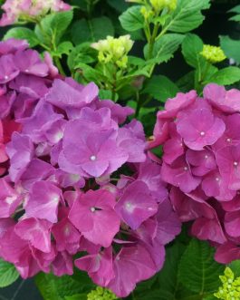 Kastel - Hydrangea macrophylla (Fleurs rondes)