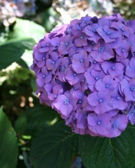 Königin Wilhelmina - Hydrangea macrophylla (Fleurs rondes)