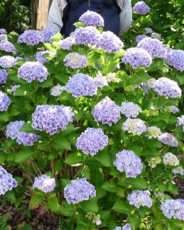 Lady Nobuko - Hydrangea macrophylla (Fleurs rondes)