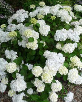 Le cygne - Hydrangea macrophylla (Fleurs rondes)