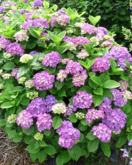 Lemmenhoff - Hydrangea macrophylla (Fleurs rondes)